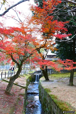 分享：關西～奈良，京都，大阪賞楓自由行（圖多）