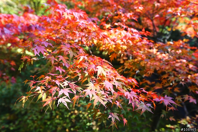 分享：關西～奈良，京都，大阪賞楓自由行（圖多）