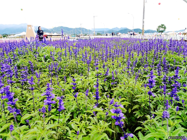 帶著G3，拜訪2012新社花海節