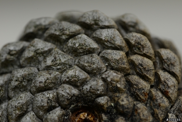 請教照片問題-使用d800+105 micro鏡...感謝