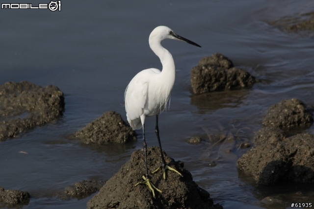 60D + 小小黑 淡水河畔打鳥