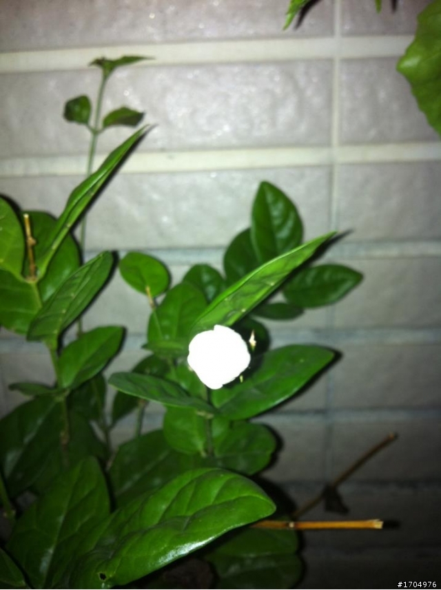 我的露台植栽小確幸開箱