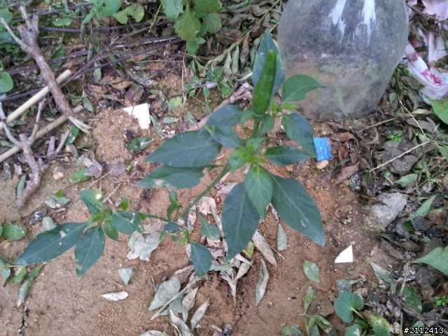 華為四核榮耀愛享版（1G） 開箱！內涵篇！（圖多慎入）