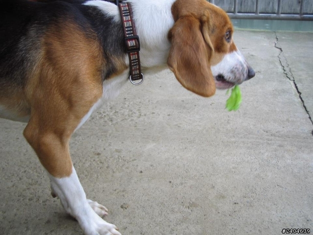 [協尋愛犬] 大型米格魯, 桃園八德茄苳路附近走失.(鄰近桃園愛買武陵高中,高明社區)