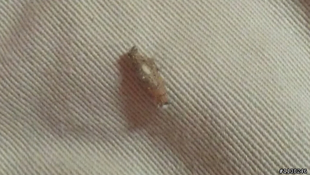 想問一下這是什麼蟲?看了真不舒服