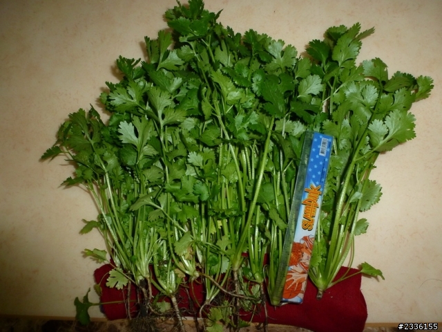香菜(芫荽)的成長日記