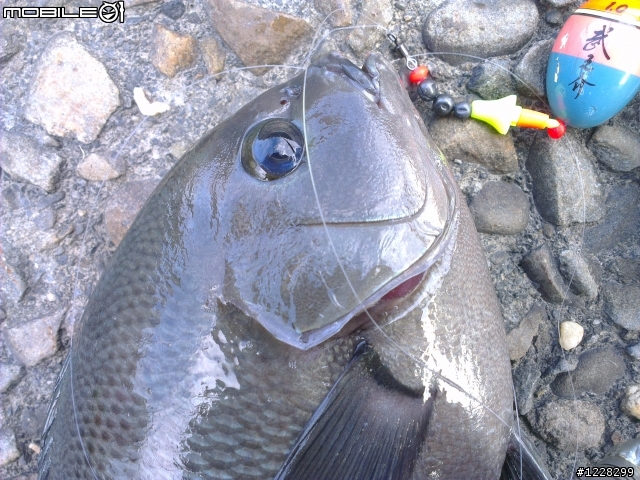 拔毛囉!!2012冬磯首發，彰濱線西-良型黑毛二匹獲得^^