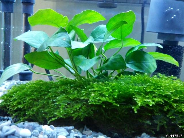 養魚新手~~~新設魚缸~~~