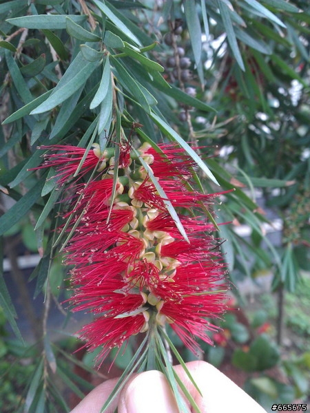 什麼樹開這種花