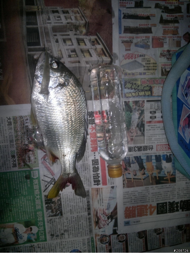 螳螂捕蟬，黃雀在後…