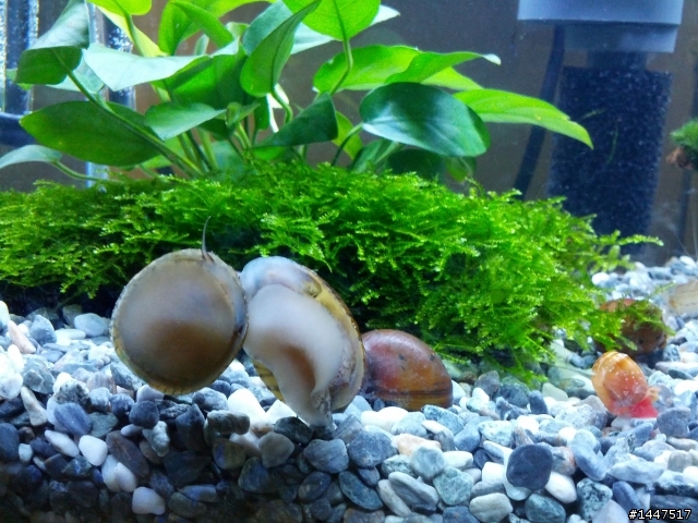 養魚新手~~~新設魚缸~~~