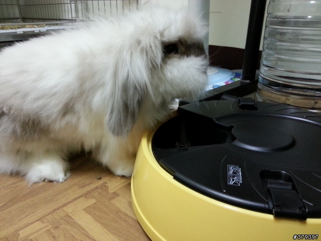 [開箱] 聖誕禮物之PF-18自動寵物餵食器