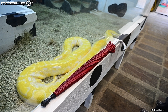 獨角仙農場：旅遊開心，但隨時都要很小心。