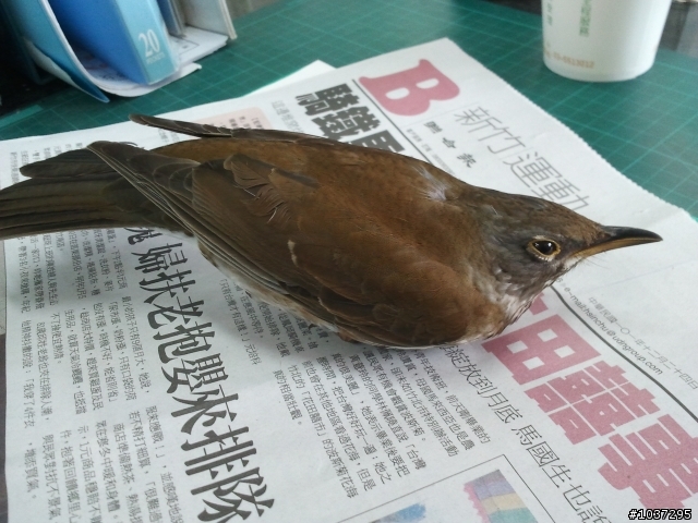 請問這是什麼鳥