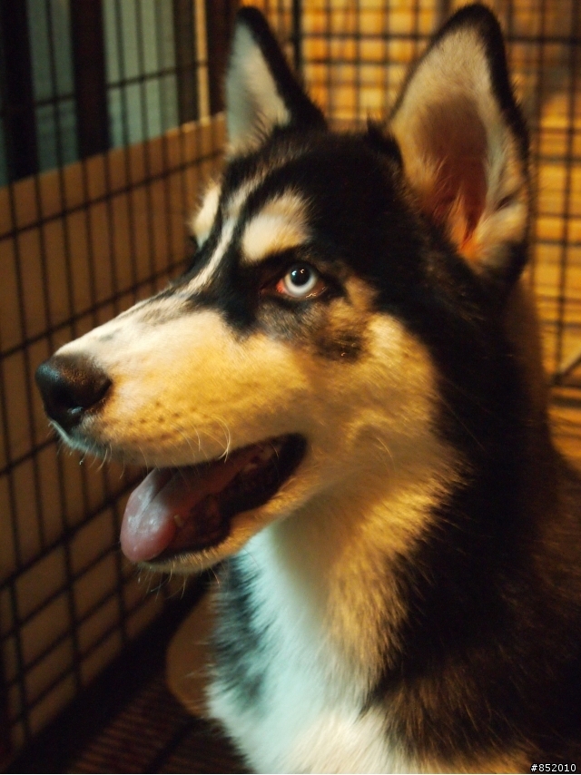 幫我家神犬哈士奇找女友~(附照)