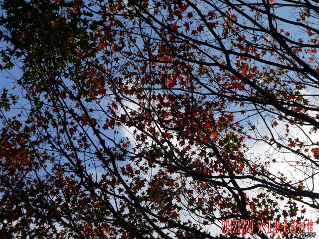 20121220  圓山2013台北花卉展汐止拱北殿賞楓之旅