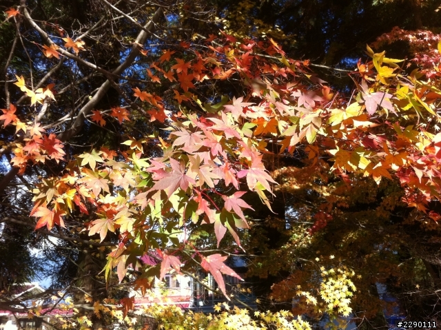 12/3~12/4 沒下雨的福壽山