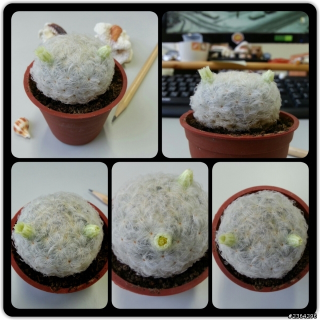 我的白星開花了