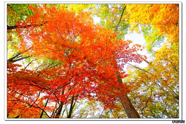 [SKYWAVE TYPE-S]福島縱斷紅葉之旅