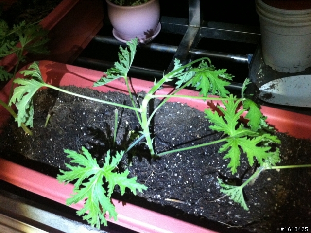 驅蚊草(芳香天竺葵)繁殖