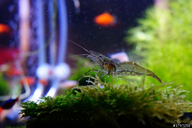請益~~水族箱該怎麼拍Q口Q??