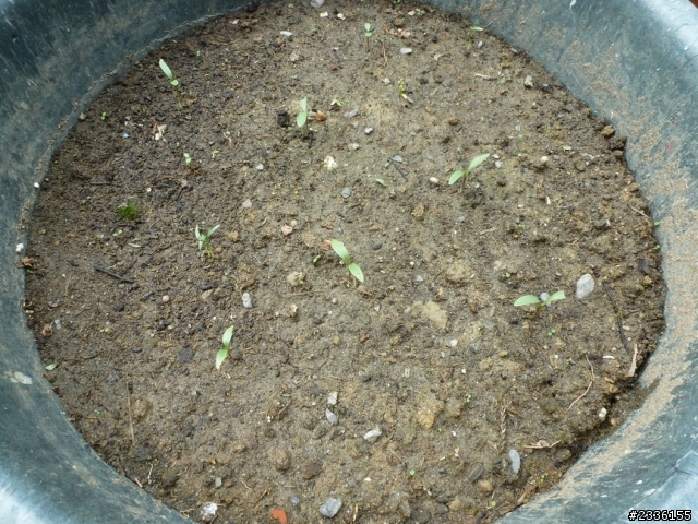香菜(芫荽)的成長日記