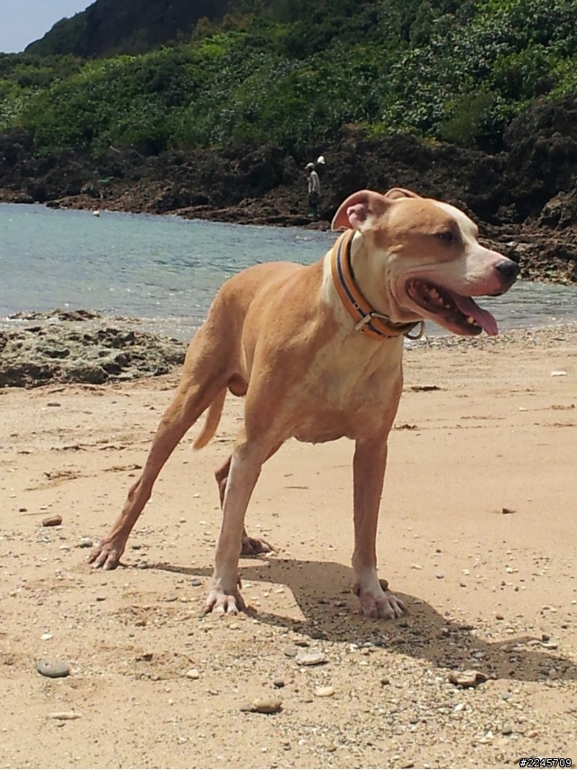 我的比特犬
