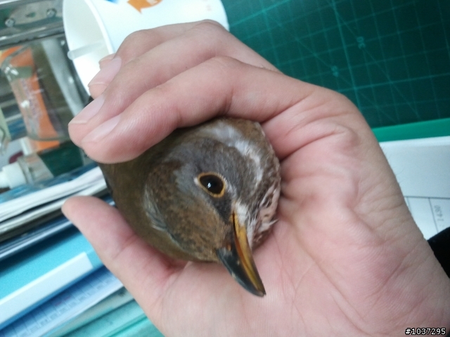 請問這是什麼鳥