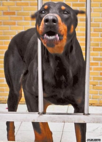 兇猛的杜賓犬！