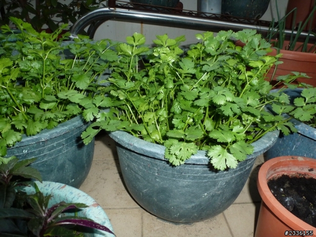香菜(芫荽)的成長日記