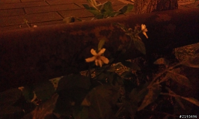 NOKIA 920 夜拍實測