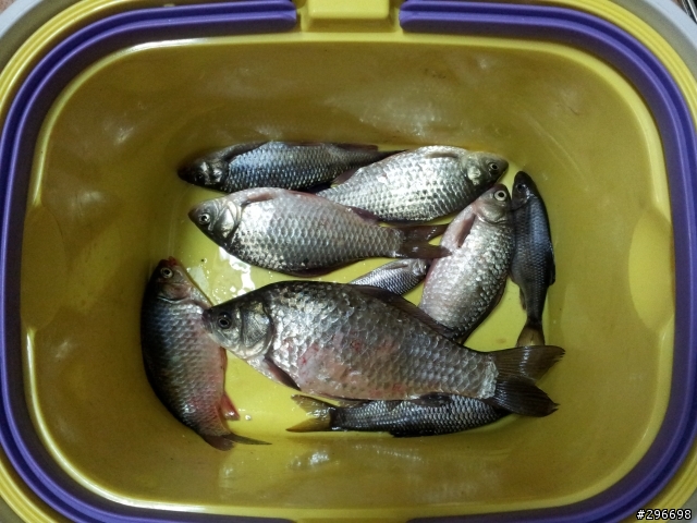 12月14日16日花蓮富里釣魚