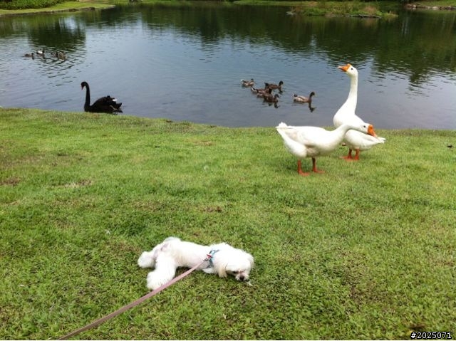 分享我家的小瑪爾