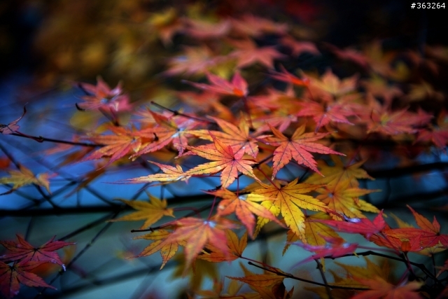 2012日本紅葉繽紛賞楓行 by D800+NEX5