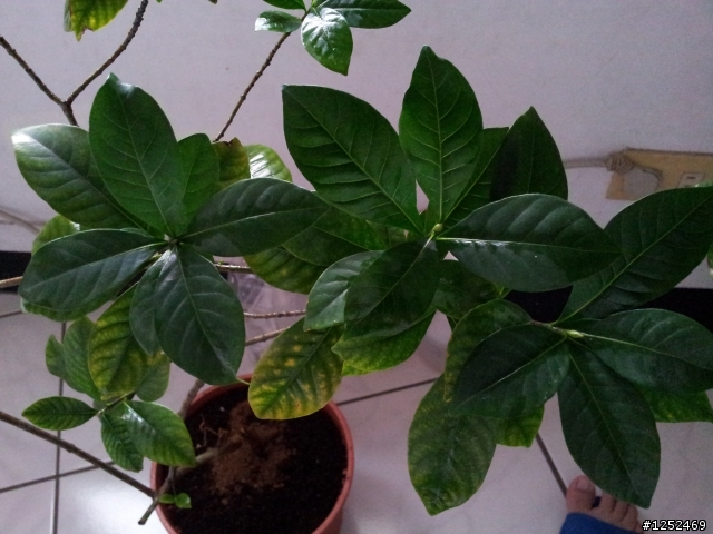 搶救金槿花（疑問）