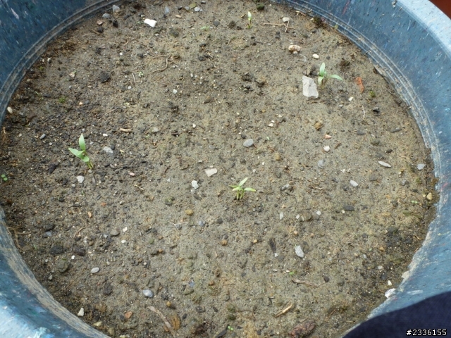 香菜(芫荽)的成長日記