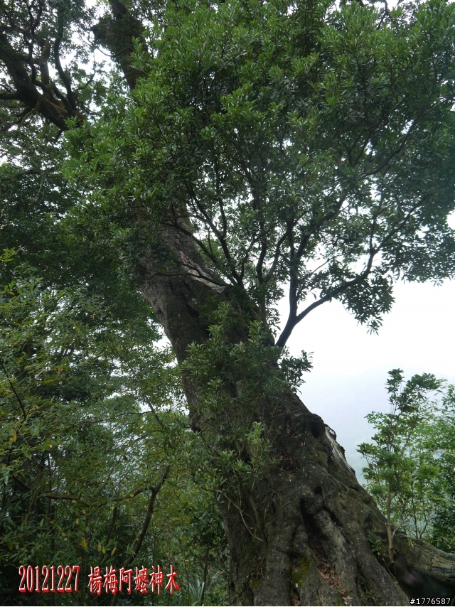 20121227 『馬武督探索森林』賞楓之旅