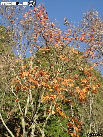 圓一群熱血青年的夢，12/11~12/12，武嶺巧遇雪景二日遊。