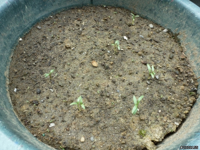 香菜(芫荽)的成長日記