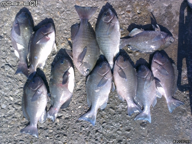 黑毛爆走之彰濱線西區-第七支水箭最新戰報