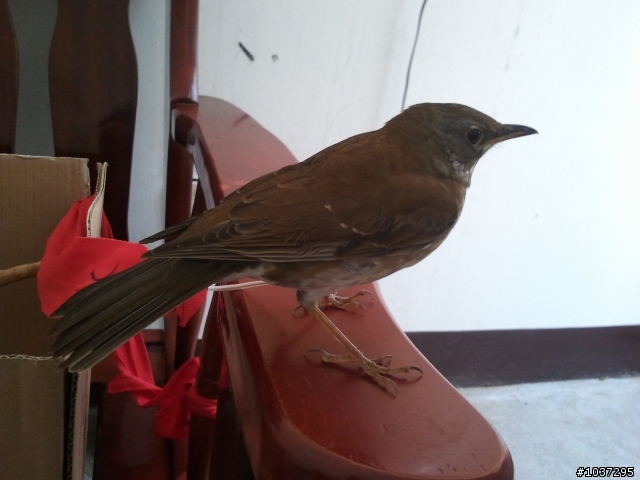 請問這是什麼鳥