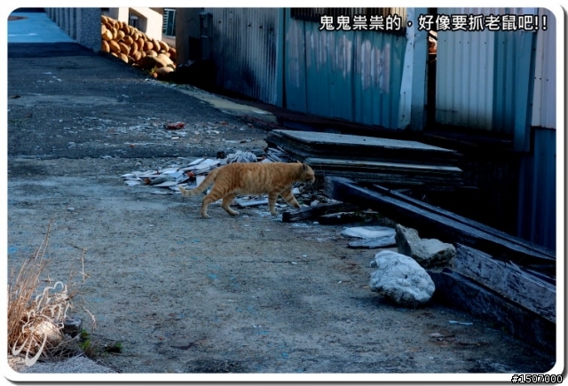 騎單車追火車_清水五福圳海線拍火車...