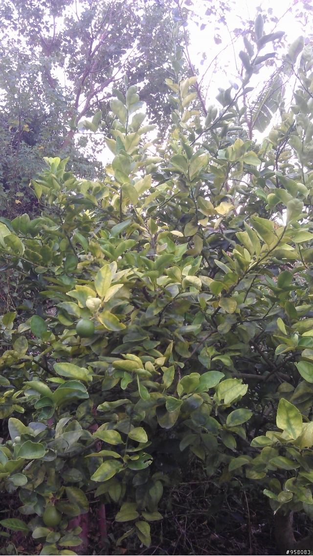 請問一下這是什麼植物?以及檸檬生病了嗎??