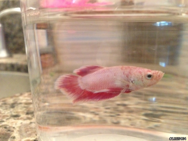 魚缸換水換造景之後鬥魚好像受傷了 Mobile01
