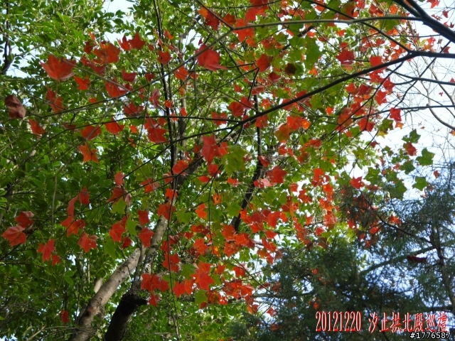 20121220  圓山2013台北花卉展汐止拱北殿賞楓之旅