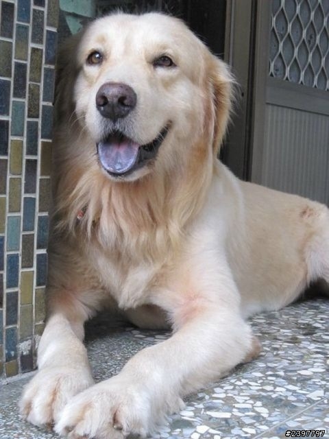 (協尋）嘉義黃金獵犬