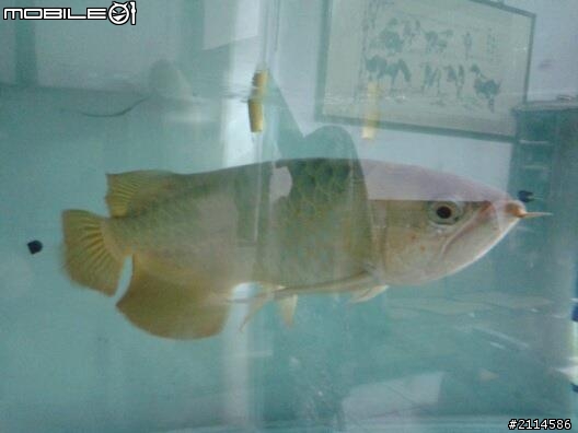 我家的紅龍好孤單!!