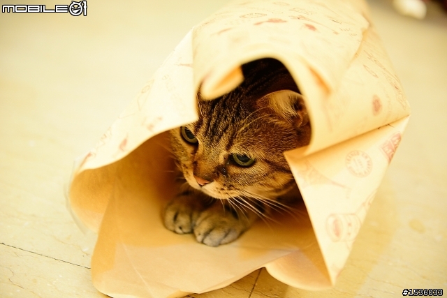 週末輕鬆談：買牛奶順便買機油，單純方便，我家Tiger也喜歡。