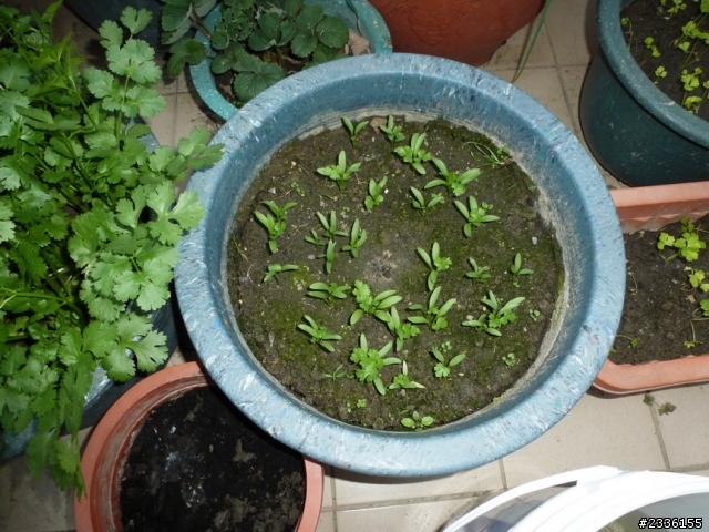 香菜(芫荽)的成長日記