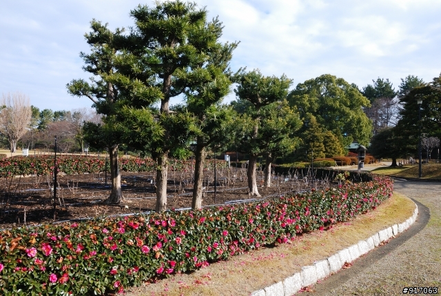 [冬之名古屋自助行]-探訪名古屋城(照片分享)
